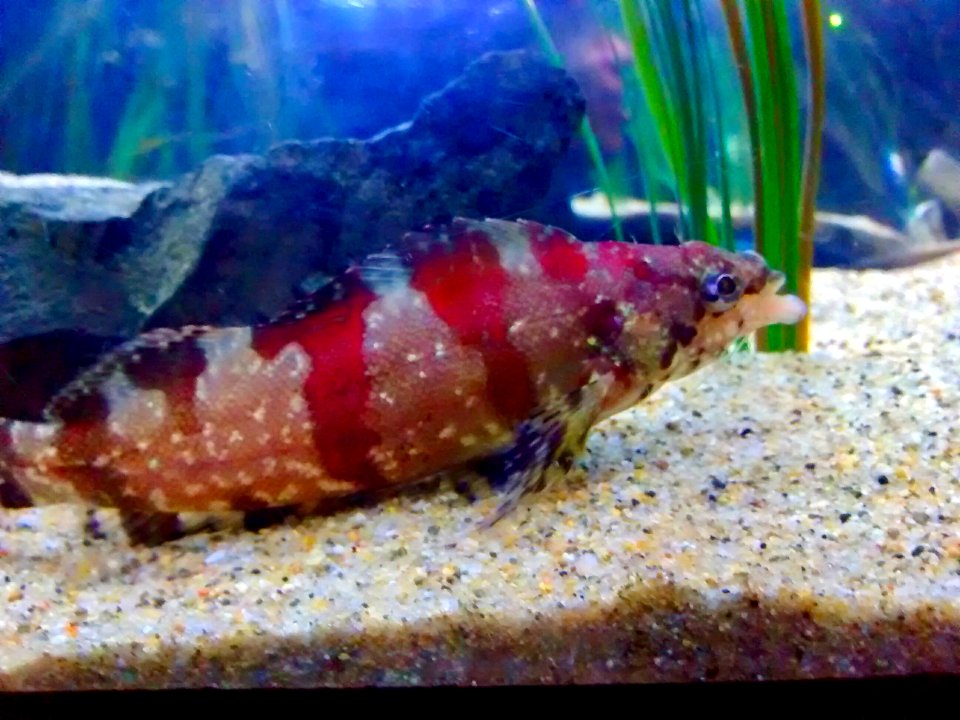 Spotted fish (SF Aquarium)