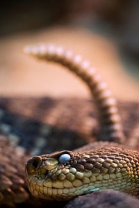 Venomous snake close up rattlesnake photo