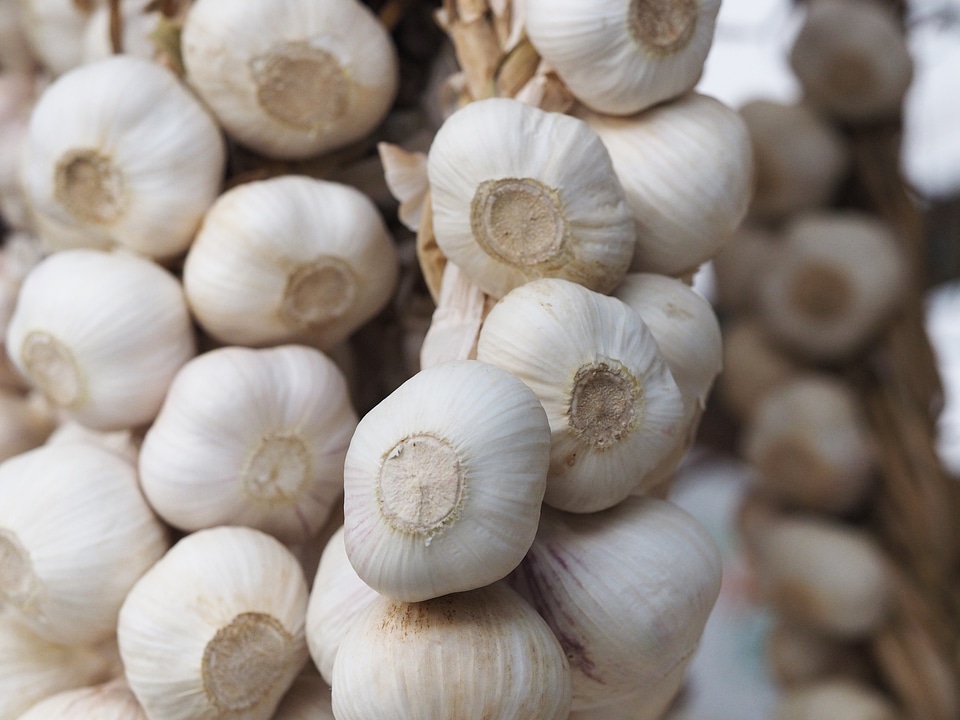 Cuisine ingredient healthy