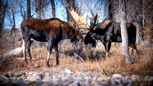 Bull moose sparring