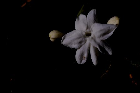 DSCF1020