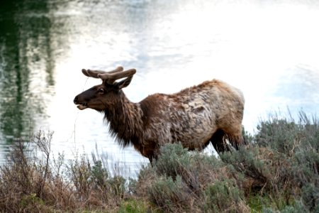 Bull Elk with Velvet Antlers