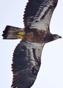 Young Bald Eagle in low flight photo