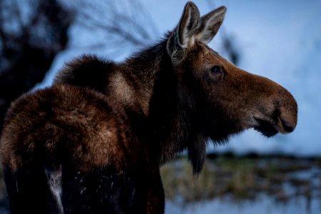 Moose Cow
