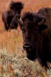 Bison
