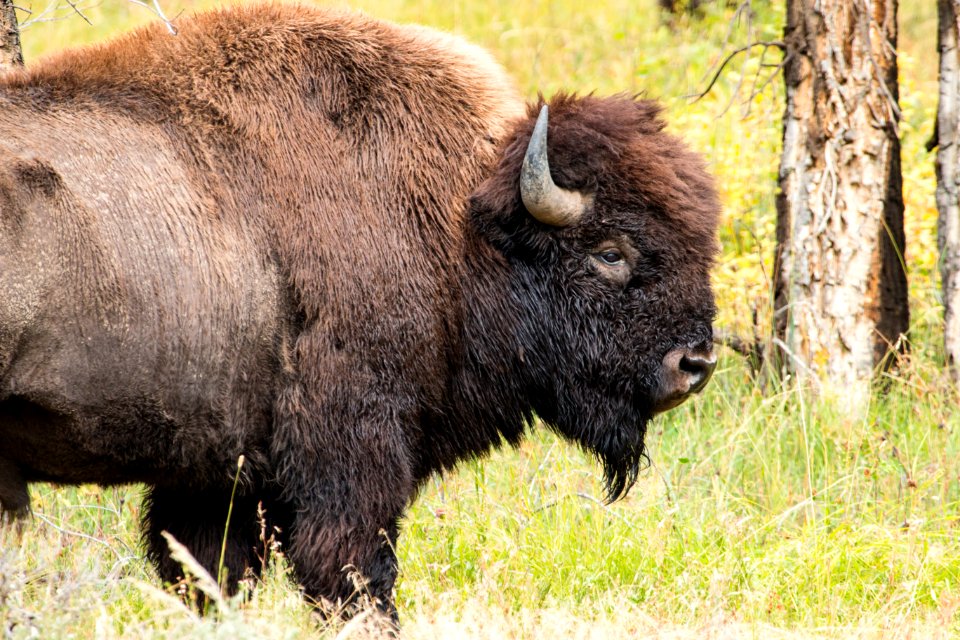 Bison off Spread Creek Road