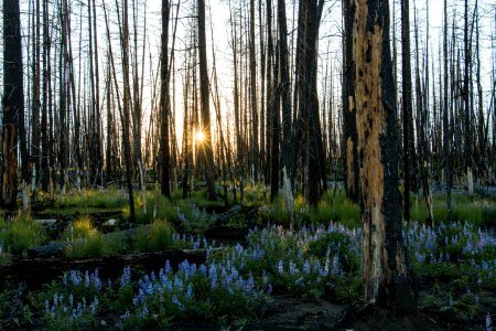 Lupine popping up where the Berry Fire took place in 2016