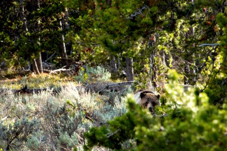 Grizzly Peeks