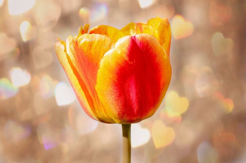 Bloom yellow orange gorgeous