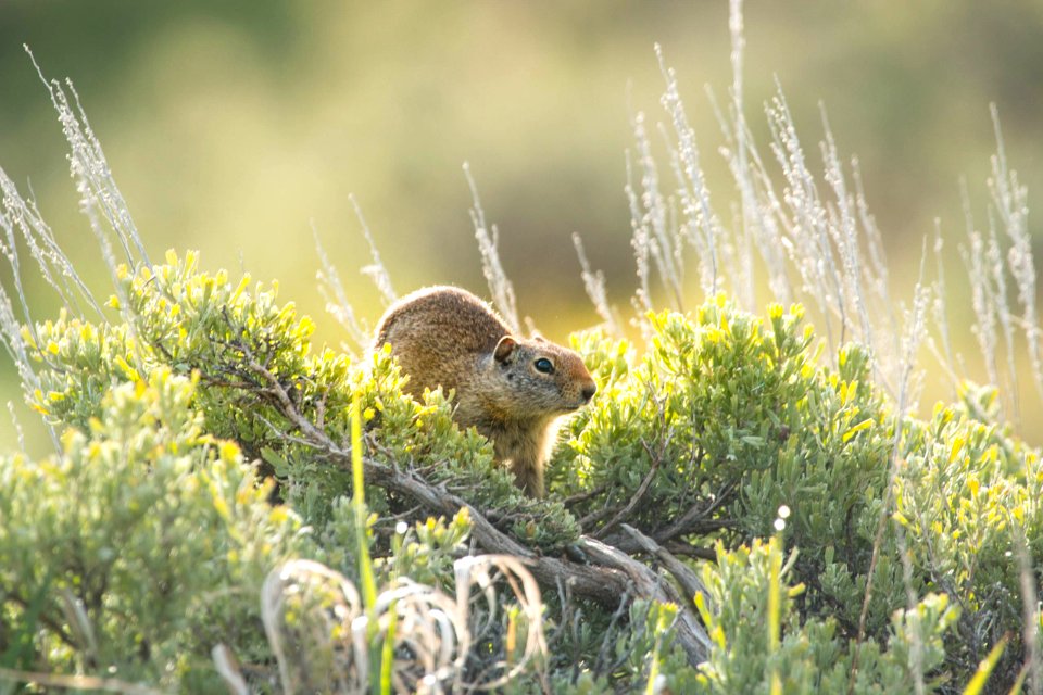 Ground Squirrel searching the top of a sage
