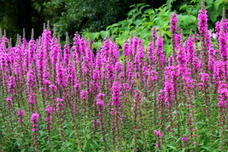 Golden Acre Park - Leeds