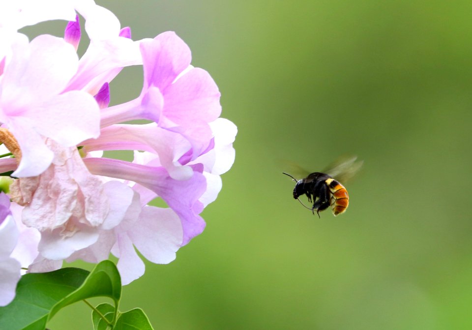 Bee, Maracas Valley, Trinidad