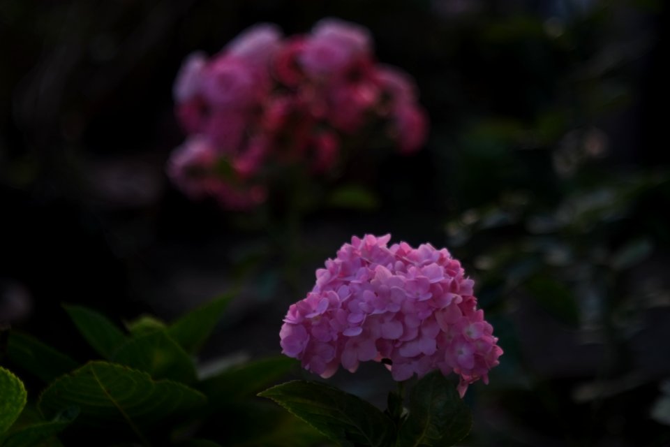 DSCF6315