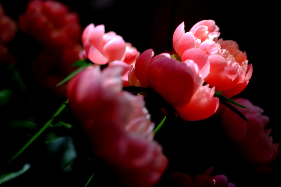 DSCF5724