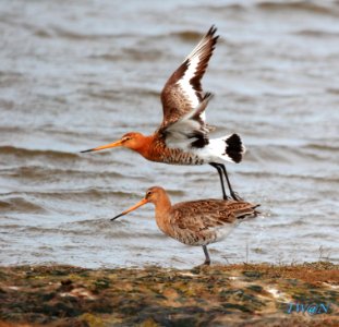 TEXEL B2 200 photo