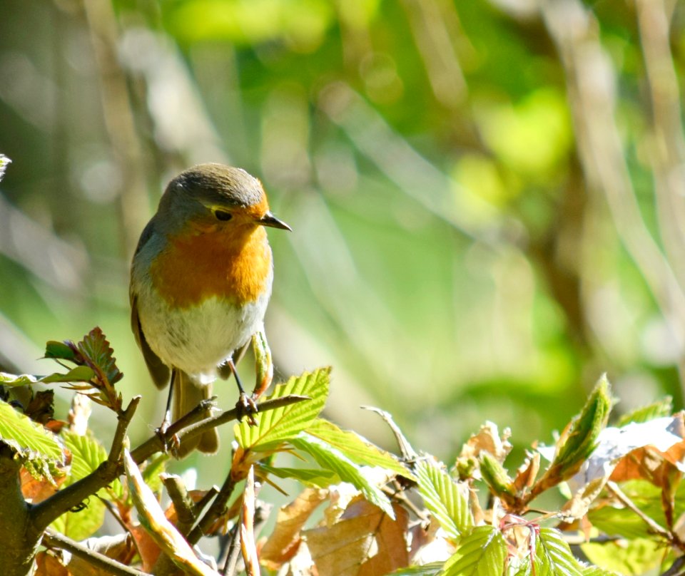 Robin