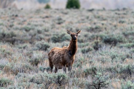 Elk Cow