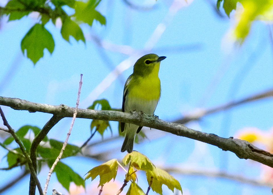yellow-throated flycatcher