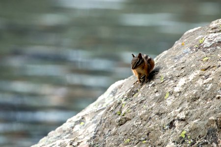 Chipmunk