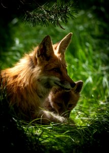Red Fox and Kit photo