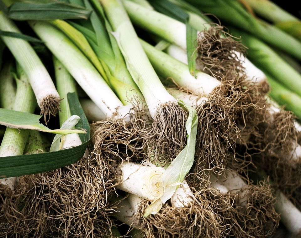 Garden food vegetable