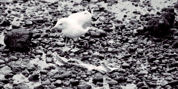 Seagull's feast in the port at low tide