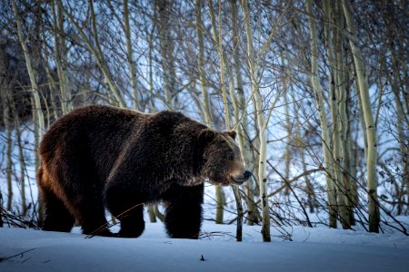 Grizzly Bear