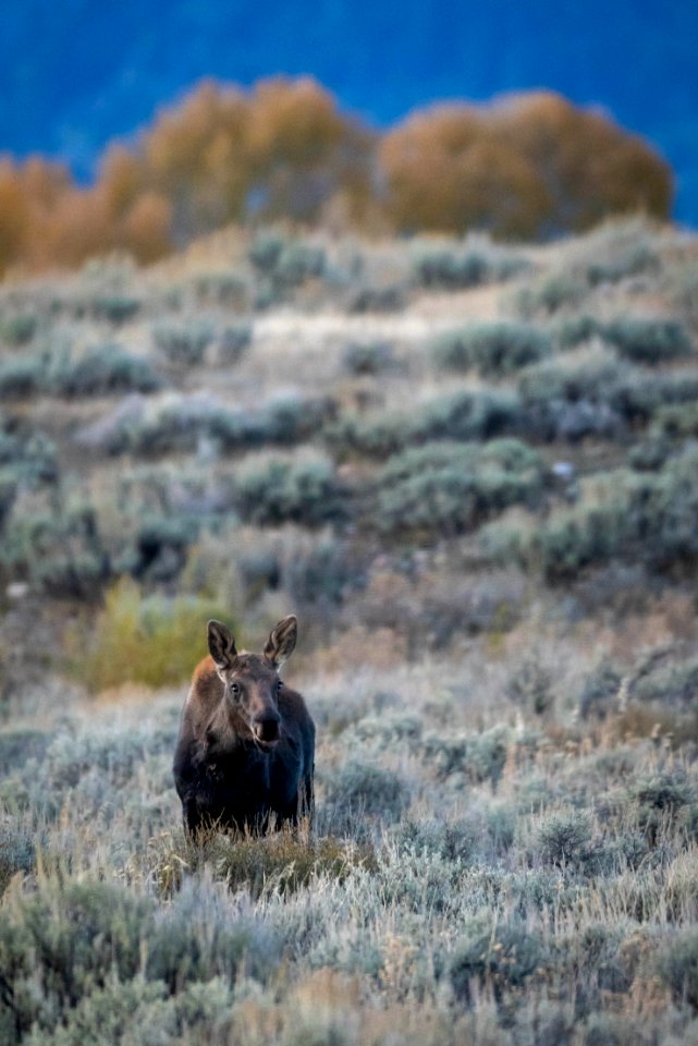 Moose Calf
