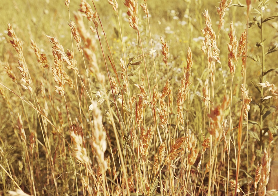Wheat cereals nature