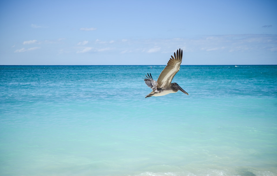 Flying shore water