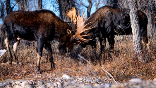 Bull moose sparring