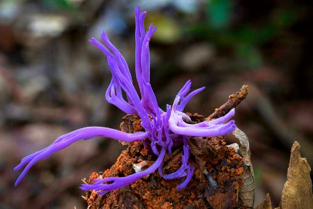 steve-axford-new-fungi-photos-china-5b 28801126493 o