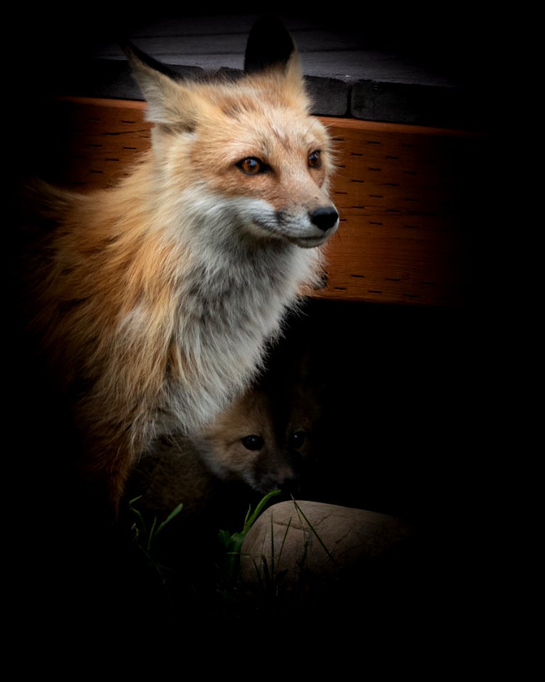 Red Fox and Kit
