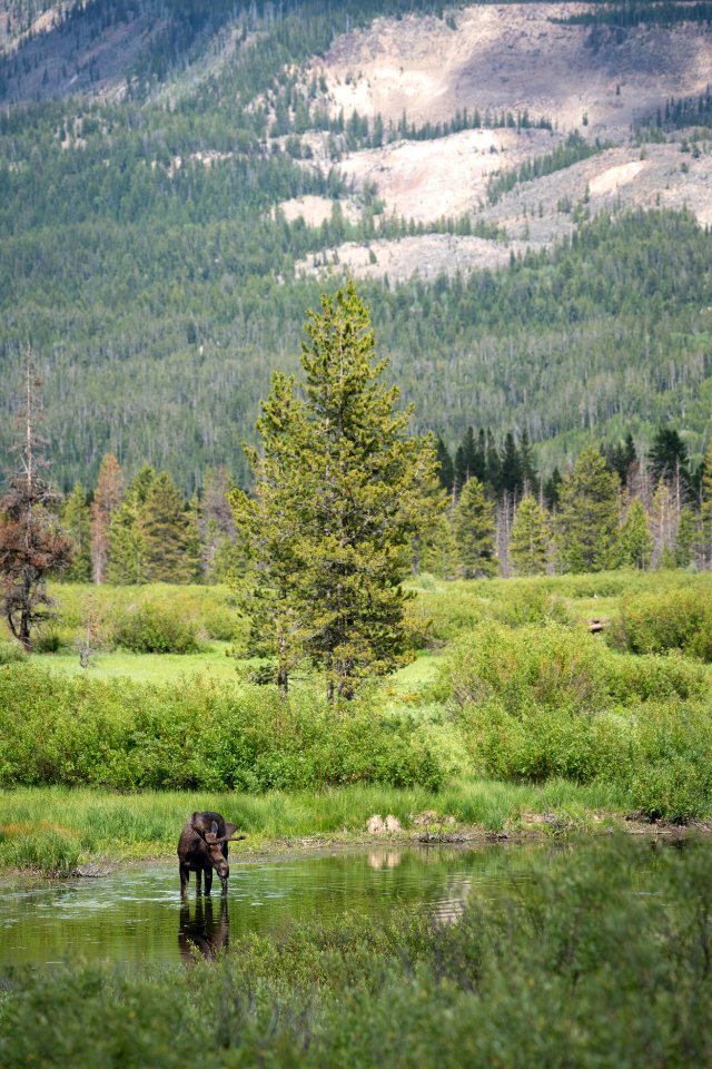 Bull Moose in the John D. Rockefeller, Jr. Memorial Parkway
