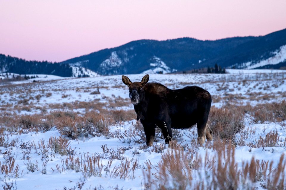 Bull Moose with shed antlers