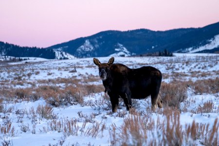 Bull Moose with shed antlers