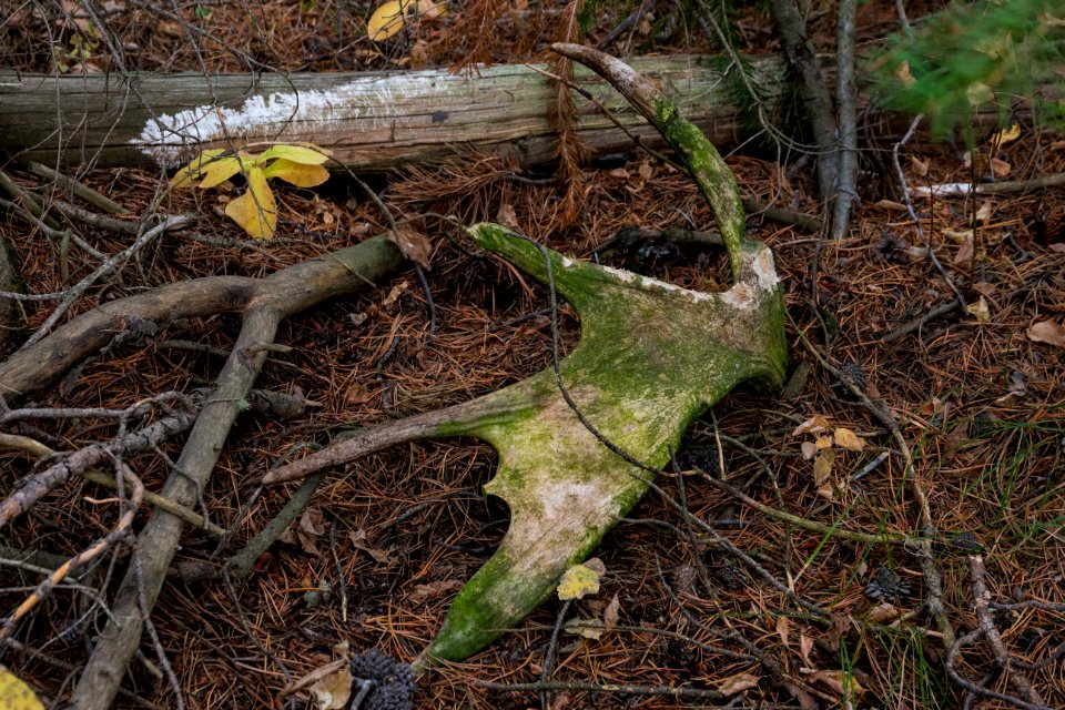 Moose Antler in the forest