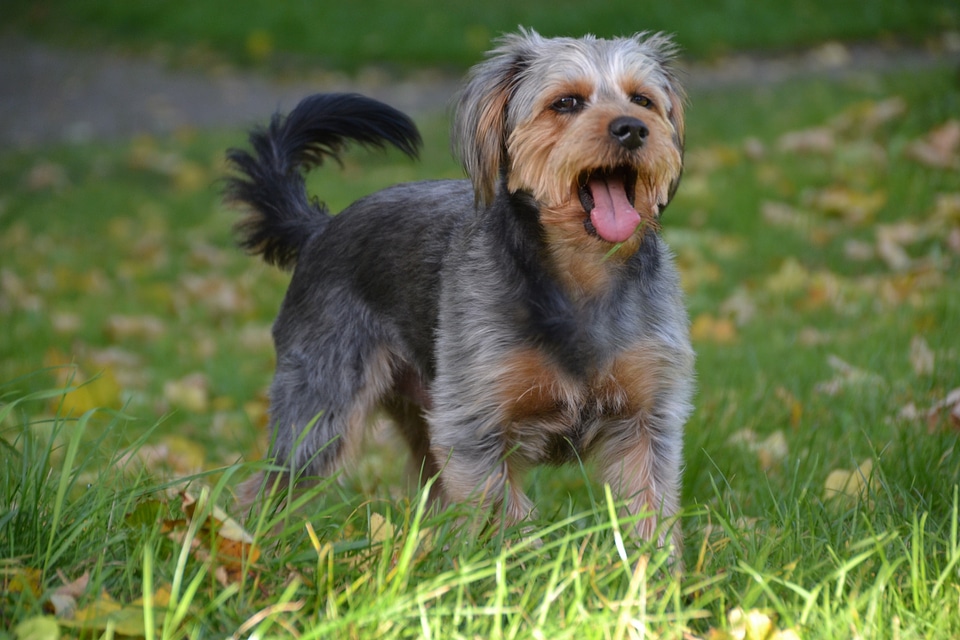 Wiener yorkshire animal pet