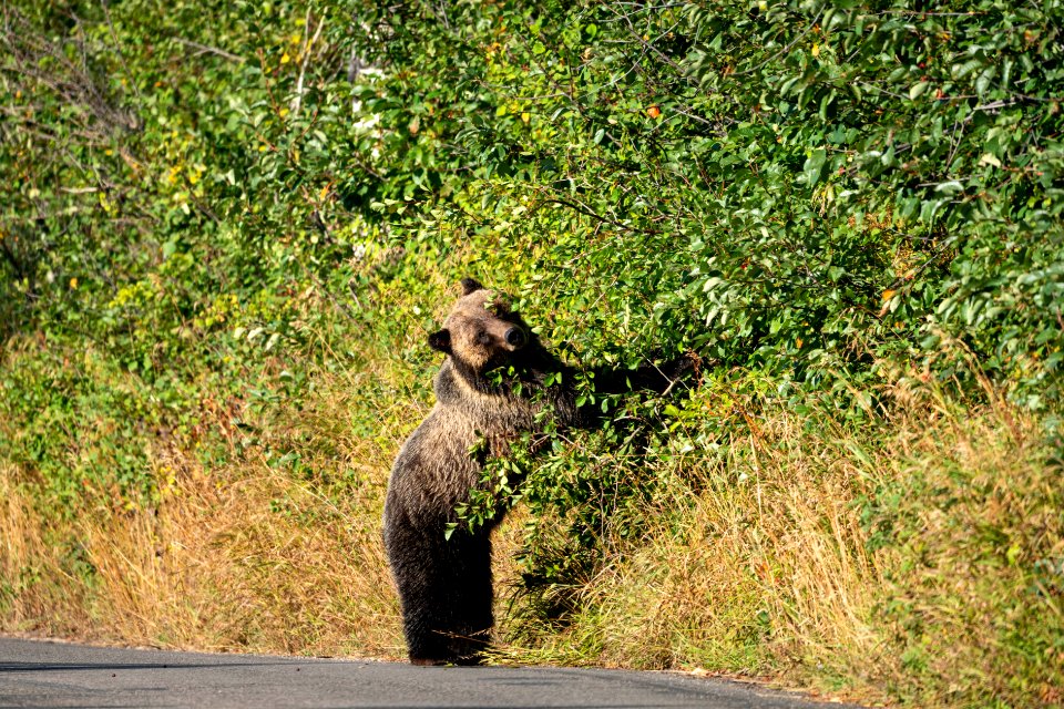 Grizzly on Moose-Wilson Road
