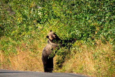 Grizzly on Moose-Wilson Road