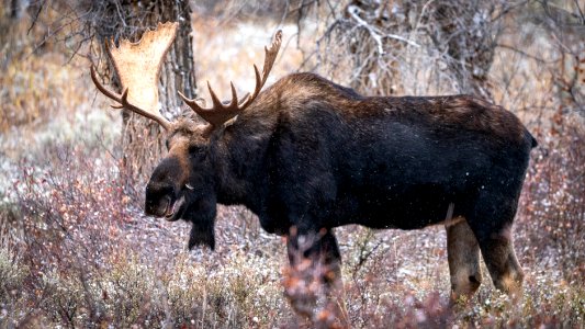 Bull moose smiling