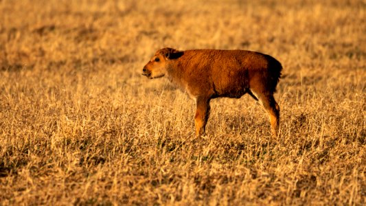 Bison Calf