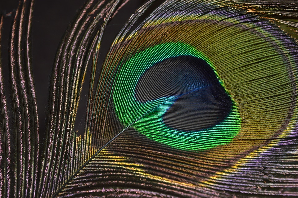 Peacock peacock's tail feathers