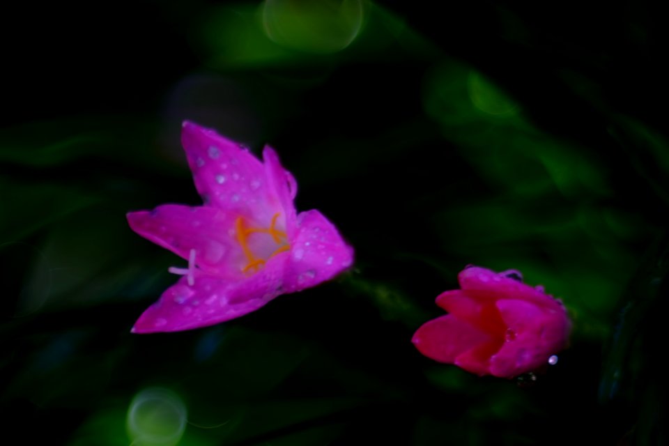 DSCF1711