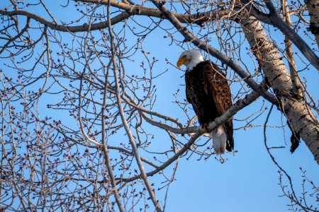 Bald Eagle photo