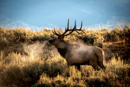 Bull Elk
