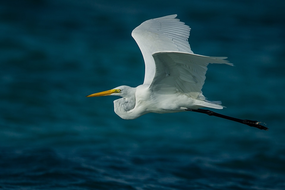 Wildlife heron egret
