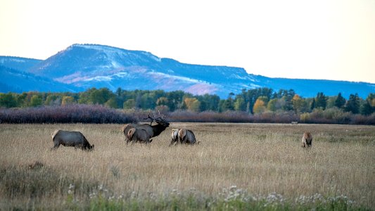 Elk Rut photo