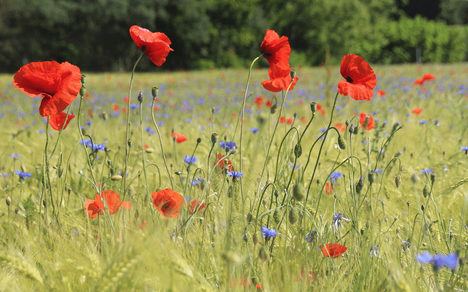 Bright red poppy flower