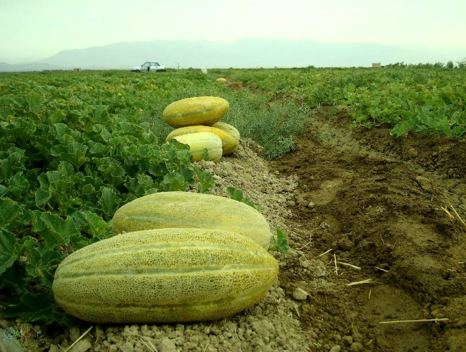 عکس های خربزه
